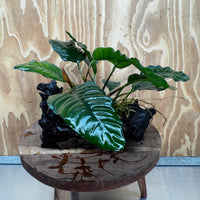 Pisces Enterprises One Only Anubias ‘Coffeefolia' on Medium Driftwood Creation - One Only - Happy Anubias Coffeefolia on Medium Driftwood - ONE ONLY - Scapeshop Aquarium Plants