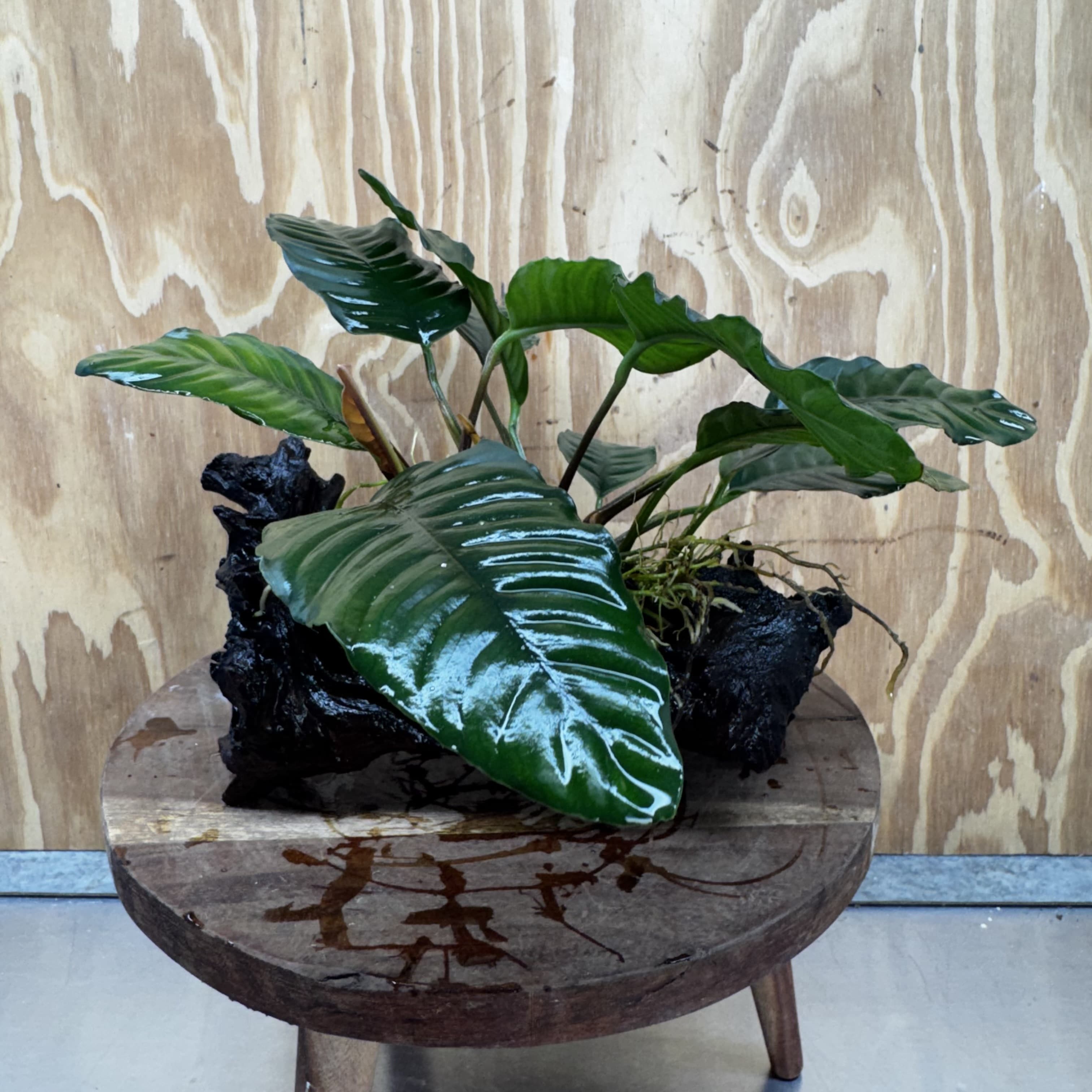 Pisces Enterprises One Only Anubias ‘Coffeefolia' on Medium Driftwood Creation - One Only - Happy Anubias Coffeefolia on Medium Driftwood - ONE ONLY - Scapeshop Aquarium Plants