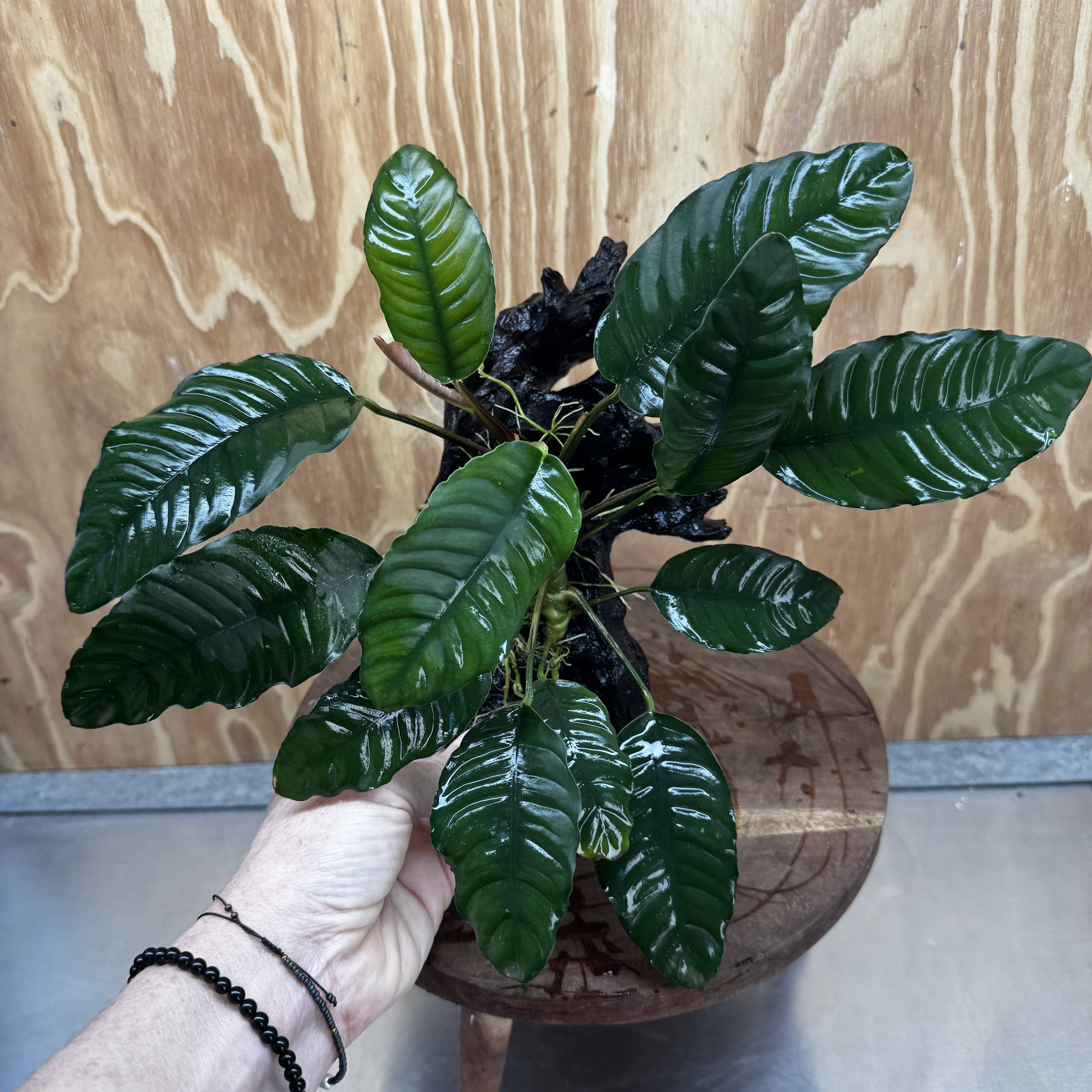 Pisces Enterprises One Only Anubias ‘Coffeefolia' on Medium Driftwood Creation - One Only - Happy Anubias Coffeefolia on Medium Driftwood - ONE ONLY - Scapeshop Aquarium Plants
