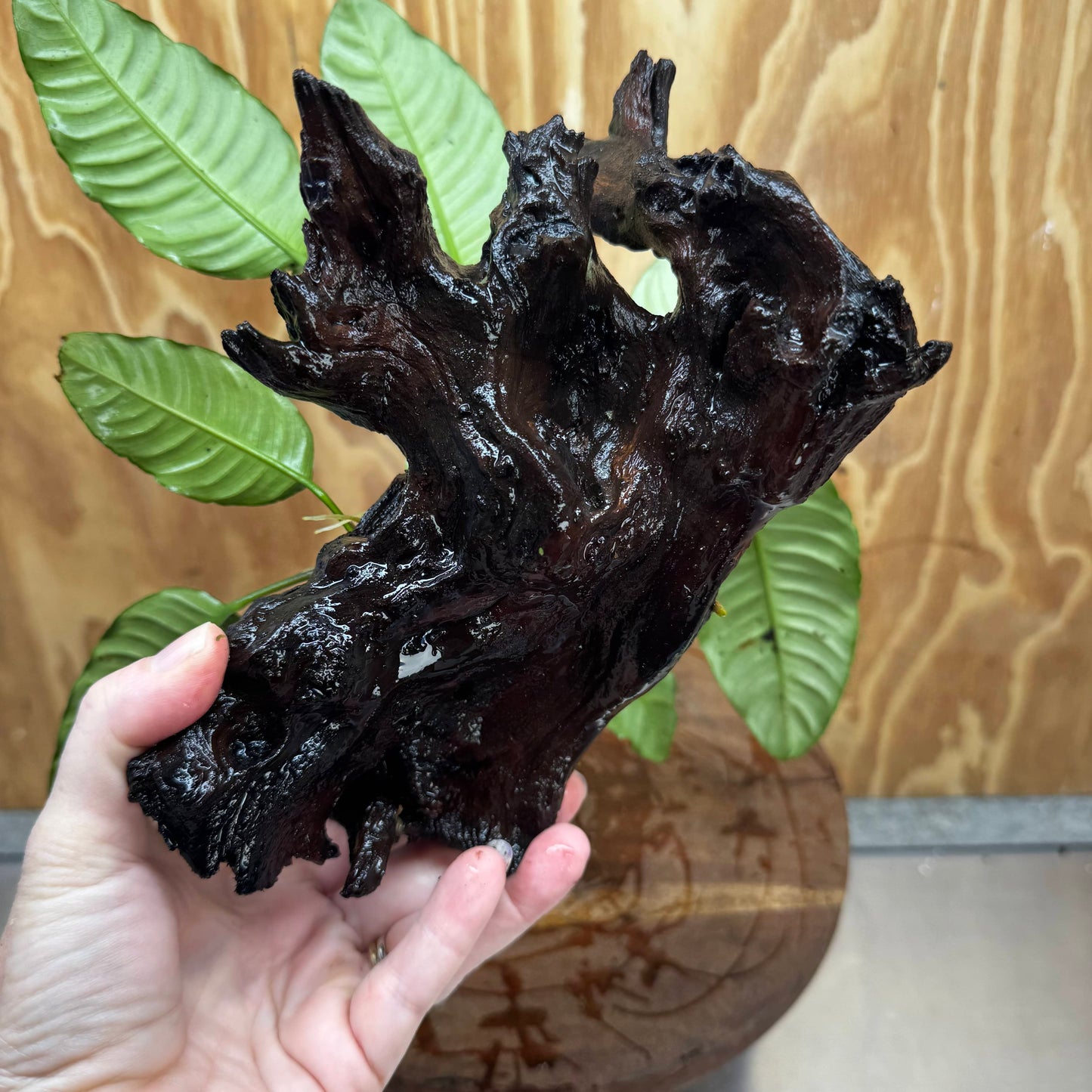 Pisces Enterprises One Only Anubias ‘Coffeefolia' on Medium Driftwood Creation - One Only - Happy Anubias Coffeefolia on Medium Driftwood - ONE ONLY - Scapeshop Aquarium Plants