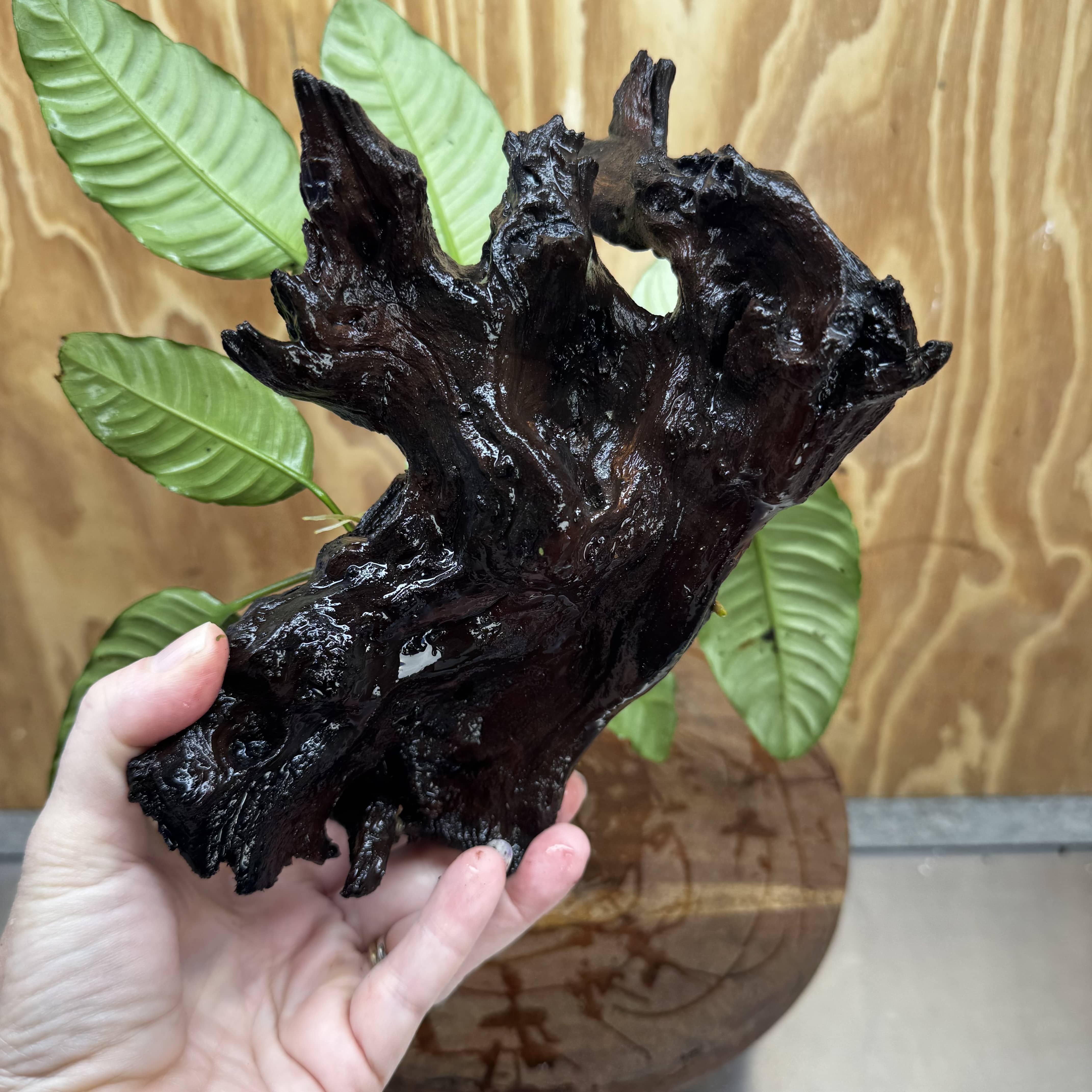 Pisces Enterprises One Only Anubias ‘Coffeefolia' on Medium Driftwood Creation - One Only - Happy Anubias Coffeefolia on Medium Driftwood - ONE ONLY - Scapeshop Aquarium Plants
