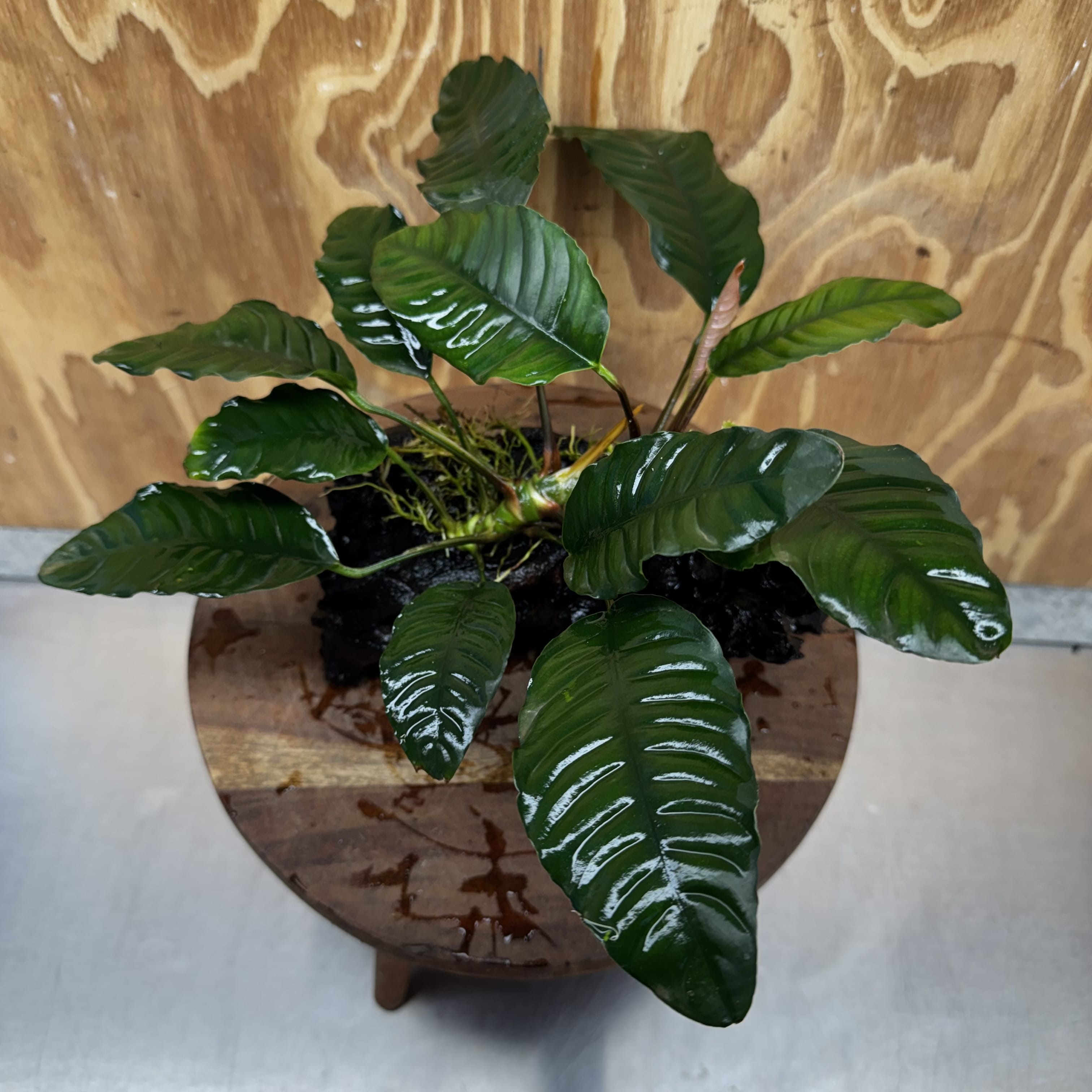 Pisces Enterprises One Only Anubias ‘Coffeefolia' on Medium Driftwood Creation - One Only - Happy Anubias Coffeefolia on Medium Driftwood - ONE ONLY - Scapeshop Aquarium Plants