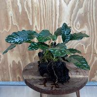 Pisces Enterprises One Only Anubias ‘Coffeefolia' on Medium Driftwood Creation - One Only - Happy Anubias Coffeefolia on Medium Driftwood - ONE ONLY - Scapeshop Aquarium Plants
