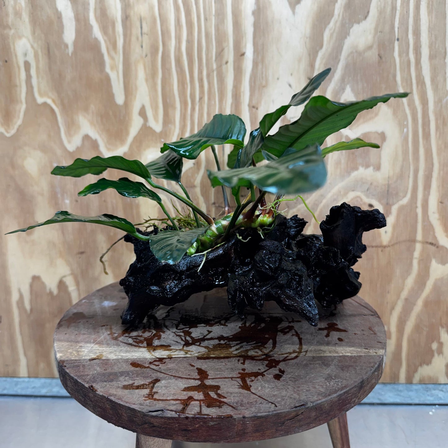 Pisces Enterprises One Only Anubias ‘Coffeefolia' on Medium Driftwood Creation - One Only - Happy Anubias Coffeefolia on Medium Driftwood - ONE ONLY - Scapeshop Aquarium Plants