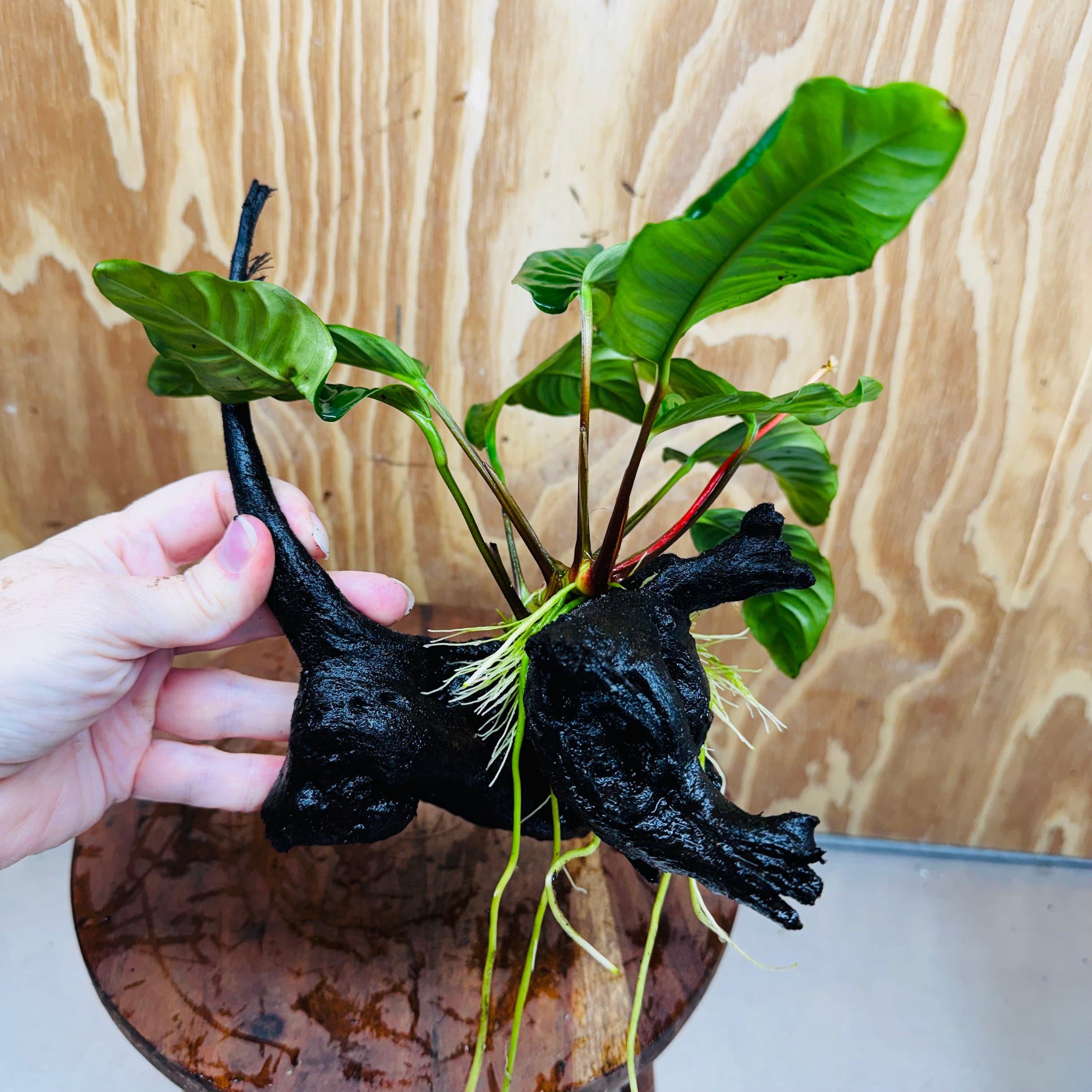 Pisces Enterprises One Only Anubias ‘Coffeefolia' on Medium Driftwood Creation - One Only - Tail Anubias Coffeefolia on Medium Driftwood - ONE ONLY - Scapeshop Aquarium Plants