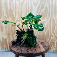 Pisces Enterprises One Only Anubias ‘Coffeefolia' on Medium Driftwood Creation - One Only - Tail Anubias Coffeefolia on Medium Driftwood - ONE ONLY - Scapeshop Aquarium Plants