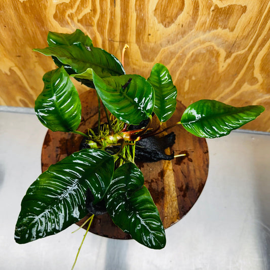 Pisces Enterprises One Only Anubias ‘Coffeefolia' on Medium Driftwood Creation - One Only - Tail Anubias Coffeefolia on Medium Driftwood - ONE ONLY - Scapeshop Aquarium Plants