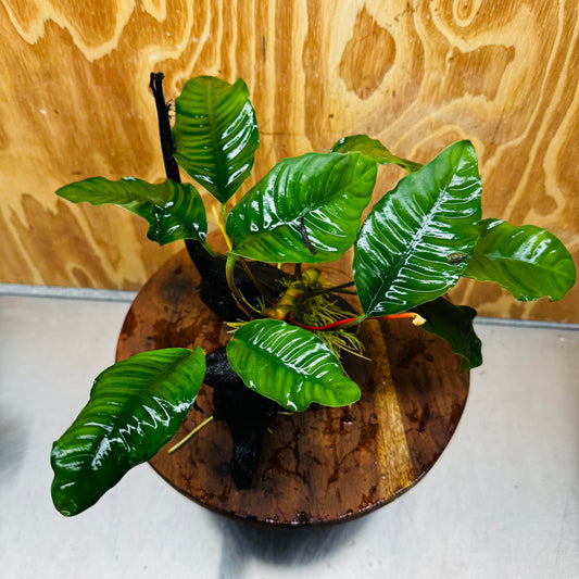 Pisces Enterprises One Only Anubias ‘Coffeefolia' on Medium Driftwood Creation - One Only - Tail Anubias Coffeefolia on Medium Driftwood - ONE ONLY - Scapeshop Aquarium Plants