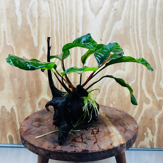 Pisces Enterprises One Only Anubias ‘Coffeefolia' on Medium Driftwood Creation - One Only - Tail Anubias Coffeefolia on Medium Driftwood - ONE ONLY - Scapeshop Aquarium Plants