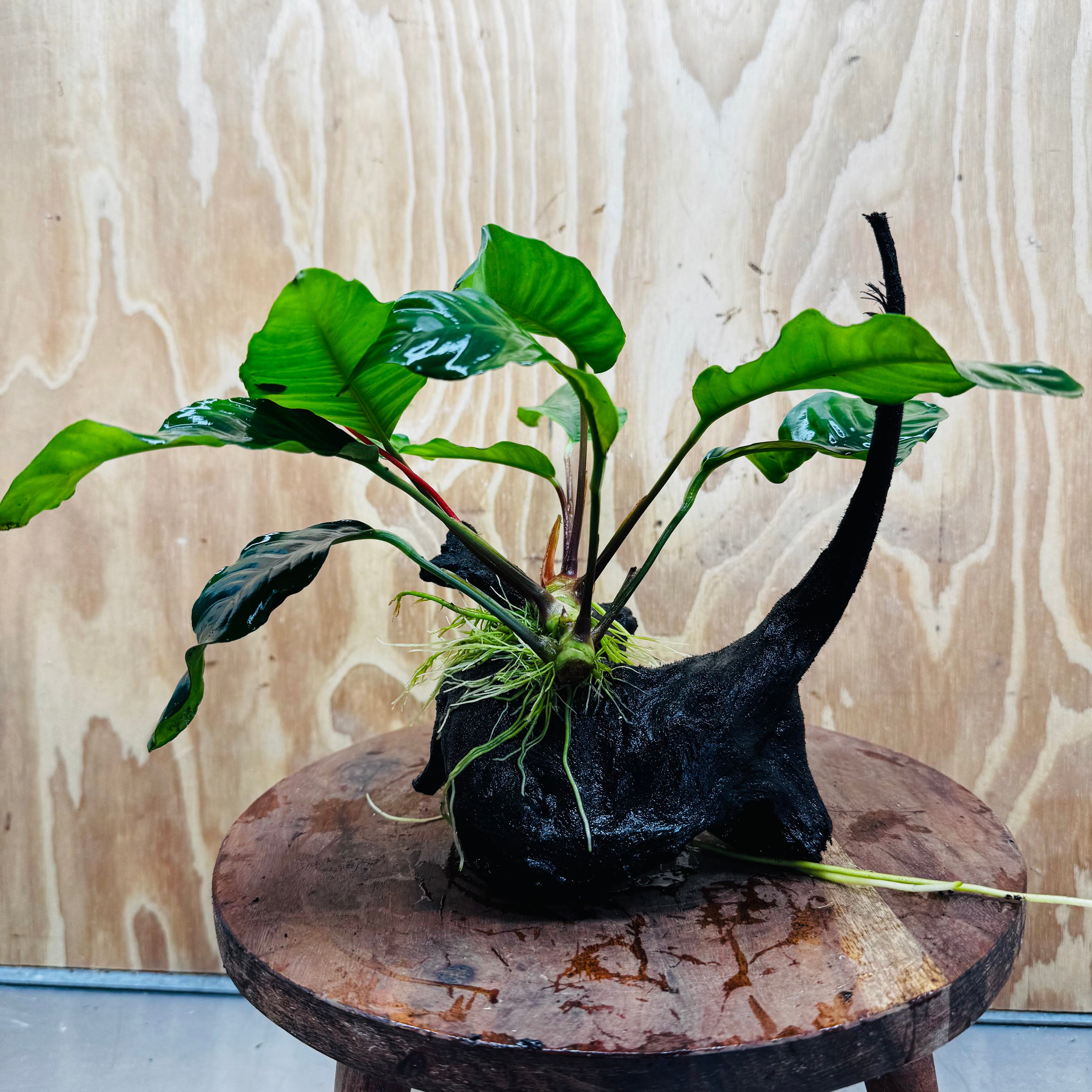 Pisces Enterprises One Only Anubias ‘Coffeefolia' on Medium Driftwood Creation - One Only - Tail Anubias Coffeefolia on Medium Driftwood - ONE ONLY - Scapeshop Aquarium Plants