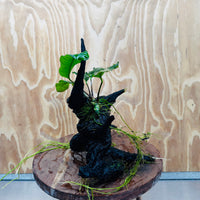 Pisces Enterprises One Only Anubias ‘Coffeefolia' on Medium Driftwood Creation - One Only - Tail Anubias Coffeefolia on Medium Driftwood - ONE ONLY - Scapeshop Aquarium Plants