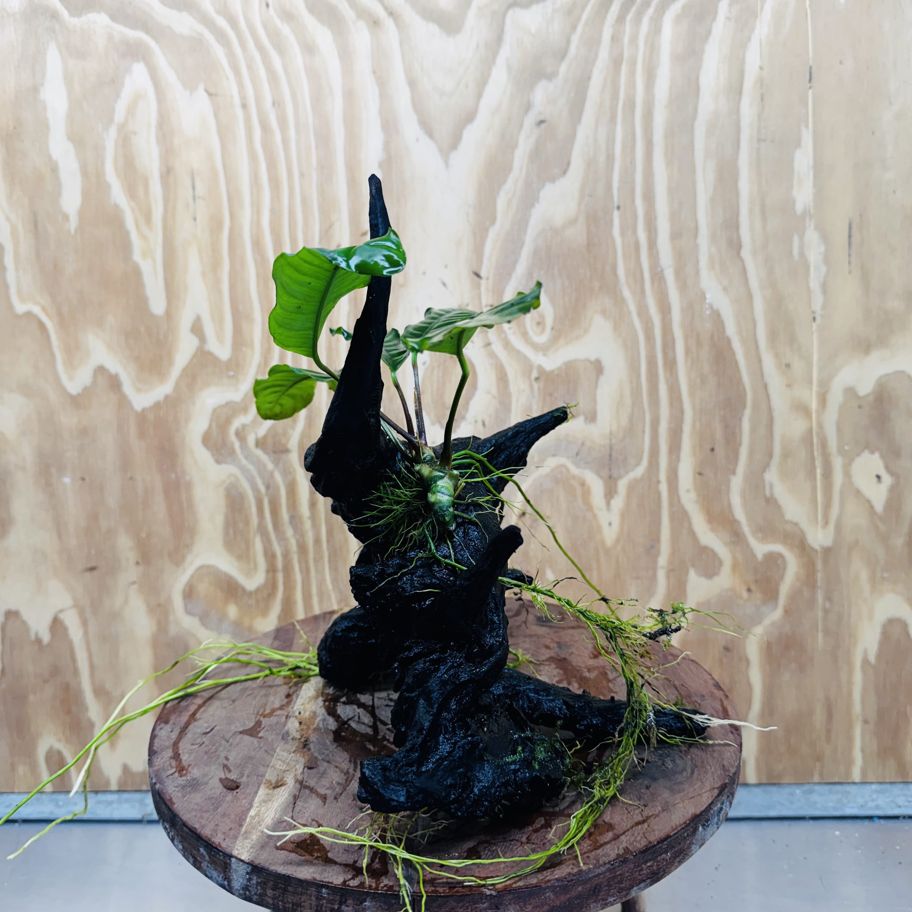 Pisces Enterprises One Only Anubias ‘Coffeefolia' on Medium Driftwood Creation - One Only - Tail Anubias Coffeefolia on Medium Driftwood - ONE ONLY - Scapeshop Aquarium Plants
