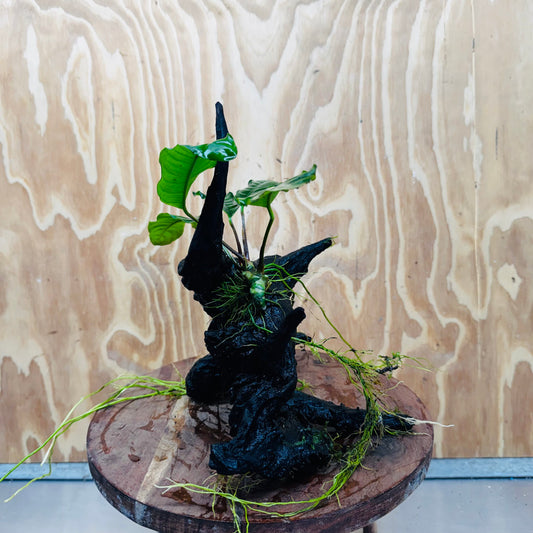 Pisces Enterprises One Only Anubias ‘Coffeefolia' on Medium Driftwood Creation - One Only - Tail Anubias Coffeefolia on Medium Driftwood - ONE ONLY - Scapeshop Aquarium Plants