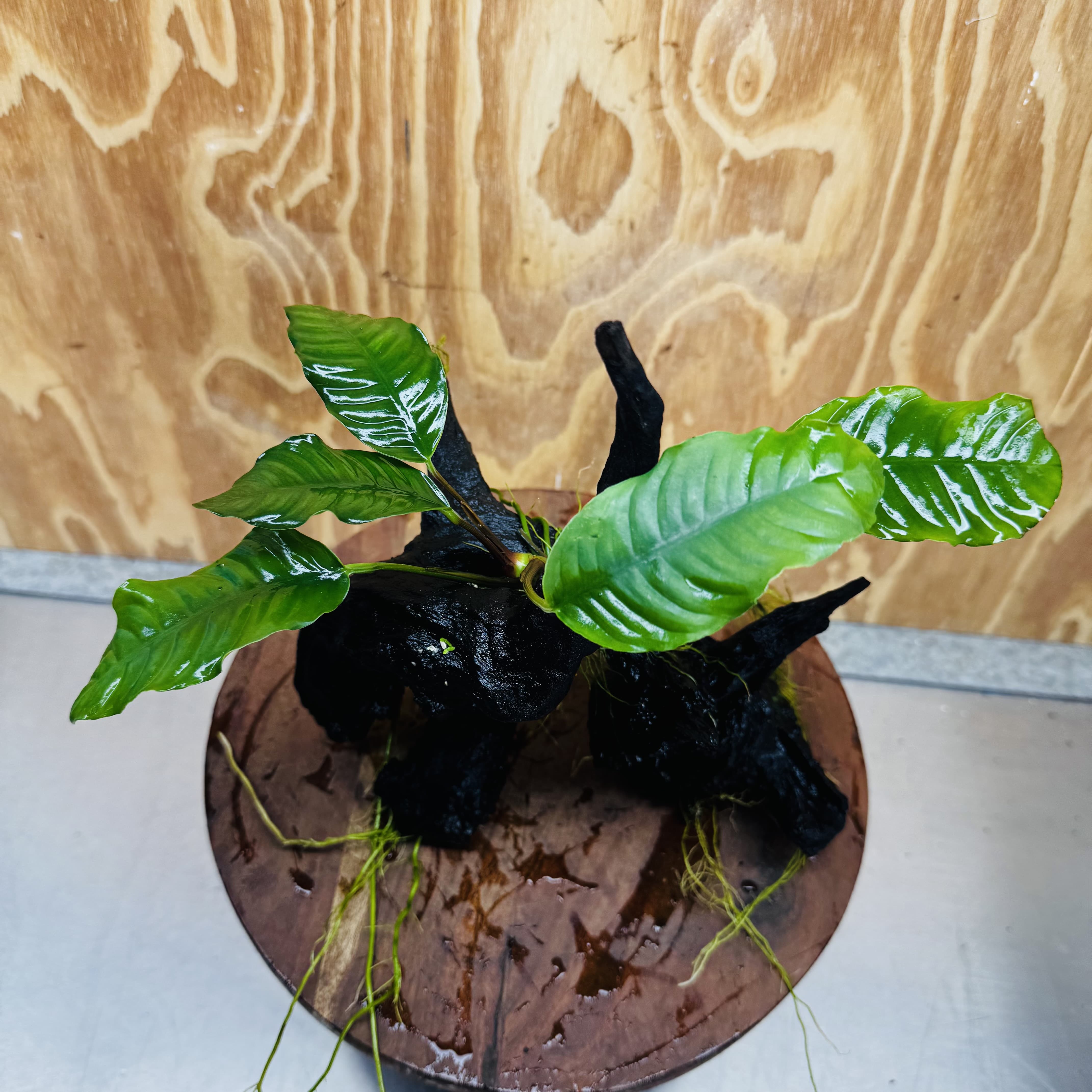 Pisces Enterprises One Only Anubias ‘Coffeefolia' on Medium Driftwood Creation - One Only - Tail Anubias Coffeefolia on Medium Driftwood - ONE ONLY - Scapeshop Aquarium Plants