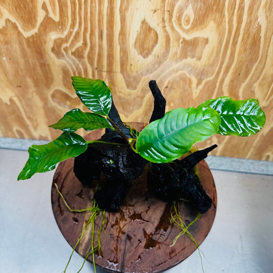 Pisces Enterprises One Only Anubias ‘Coffeefolia' on Medium Driftwood Creation - One Only - Tail Anubias Coffeefolia on Medium Driftwood - ONE ONLY - Scapeshop Aquarium Plants