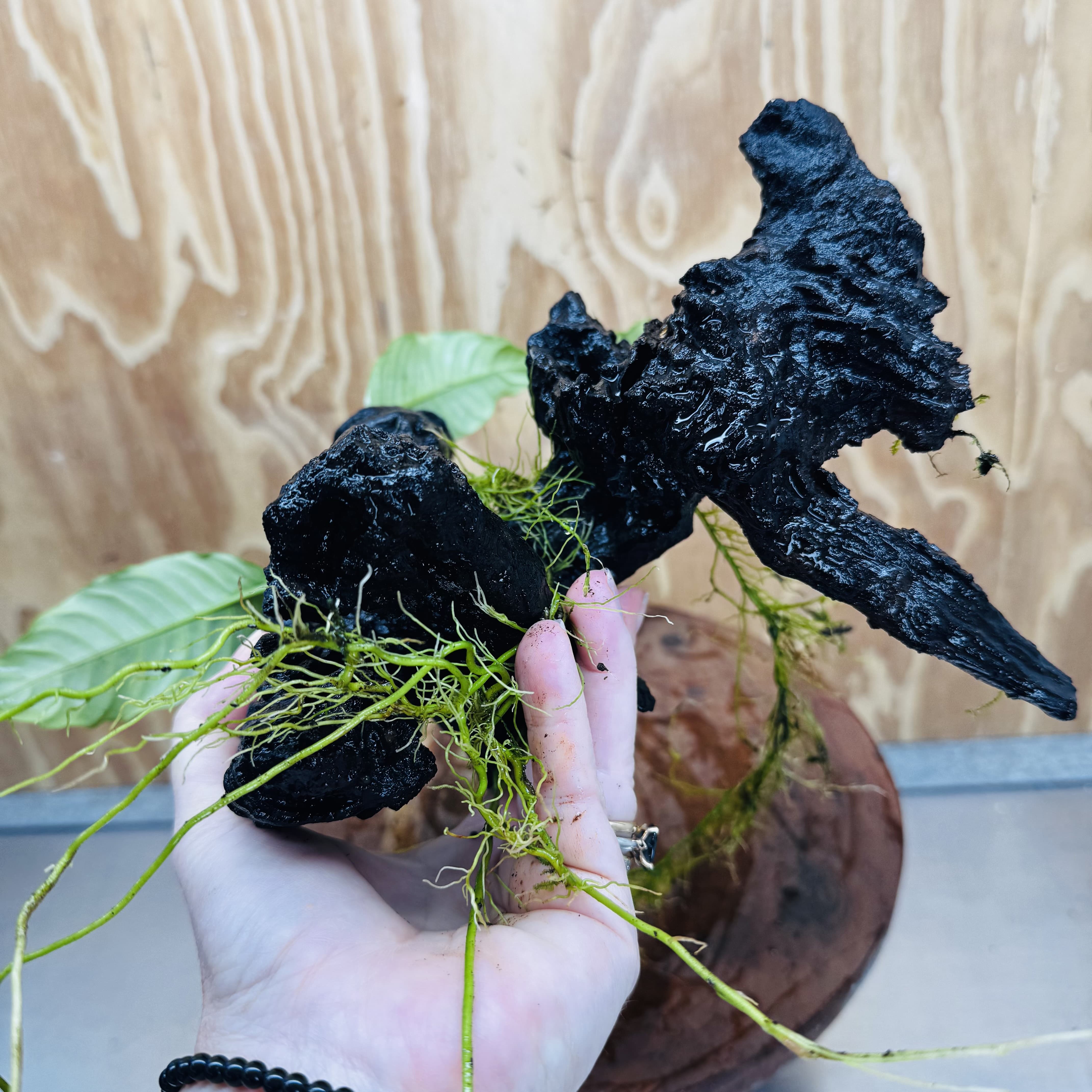 Pisces Enterprises One Only Anubias ‘Coffeefolia' on Medium Driftwood Creation - One Only - Tail Anubias Coffeefolia on Medium Driftwood - ONE ONLY - Scapeshop Aquarium Plants