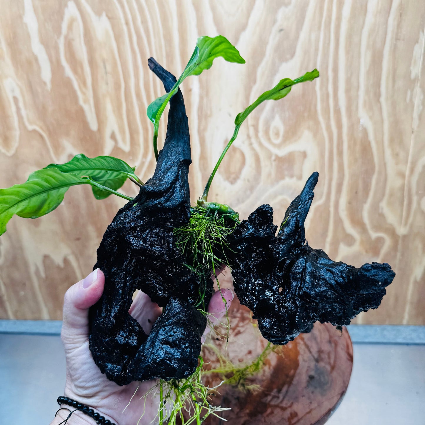 Pisces Enterprises One Only Anubias ‘Coffeefolia' on Medium Driftwood Creation - One Only - Tail Anubias Coffeefolia on Medium Driftwood - ONE ONLY - Scapeshop Aquarium Plants