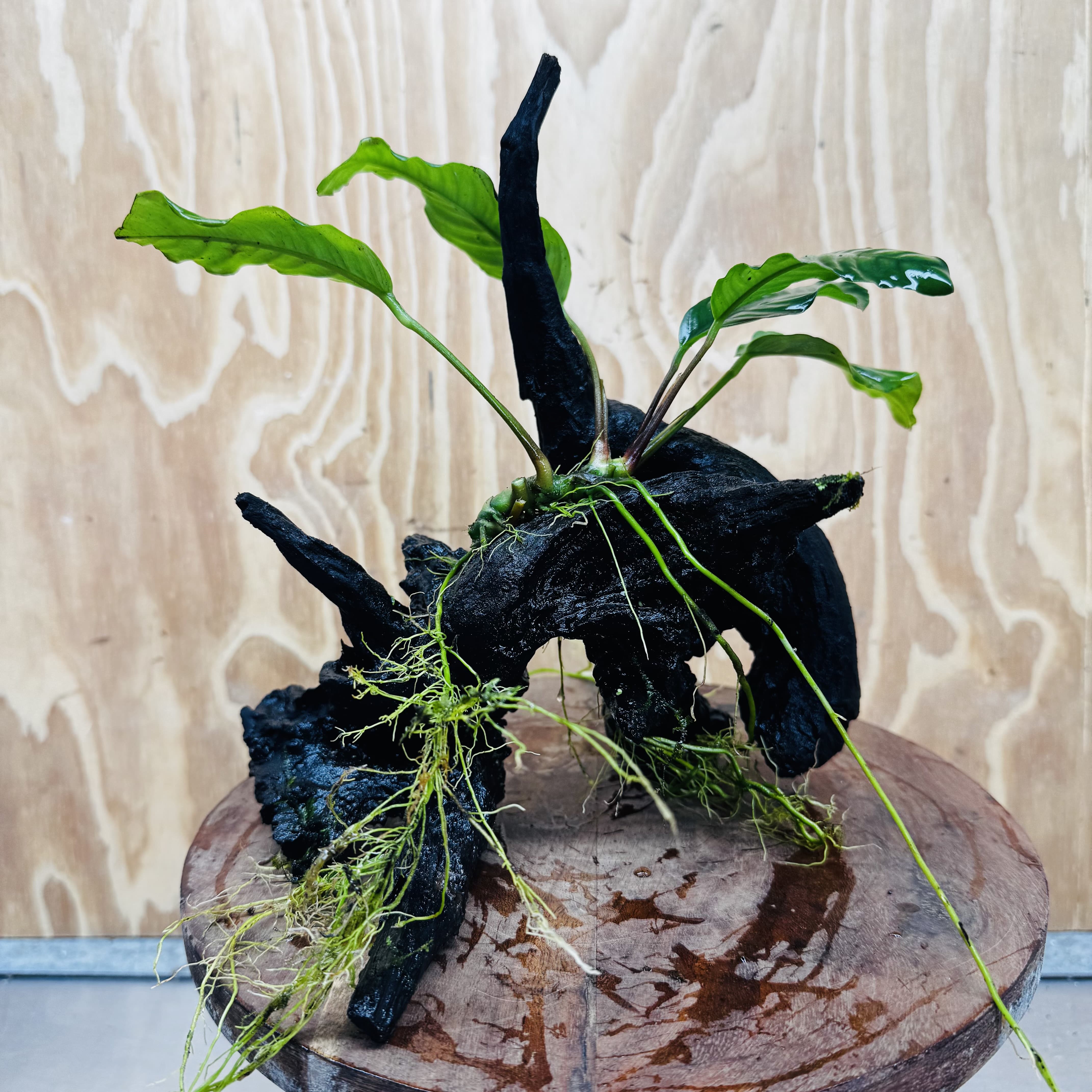 Pisces Enterprises One Only Anubias ‘Coffeefolia' on Medium Driftwood Creation - One Only - Tail Anubias Coffeefolia on Medium Driftwood - ONE ONLY - Scapeshop Aquarium Plants