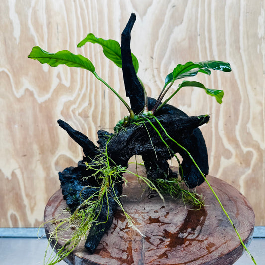 Pisces Enterprises One Only Anubias ‘Coffeefolia' on Medium Driftwood Creation - One Only - Tail Anubias Coffeefolia on Medium Driftwood - ONE ONLY - Scapeshop Aquarium Plants