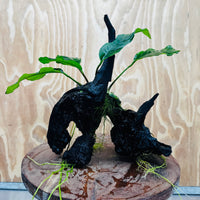 Pisces Enterprises One Only Anubias ‘Coffeefolia' on Medium Driftwood Creation - One Only - Tail Anubias Coffeefolia on Medium Driftwood - ONE ONLY - Scapeshop Aquarium Plants