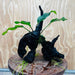 Pisces Enterprises One Only Anubias ‘Coffeefolia' on Medium Driftwood Creation - One Only - Tail Anubias Coffeefolia on Medium Driftwood - ONE ONLY - Scapeshop Aquarium Plants