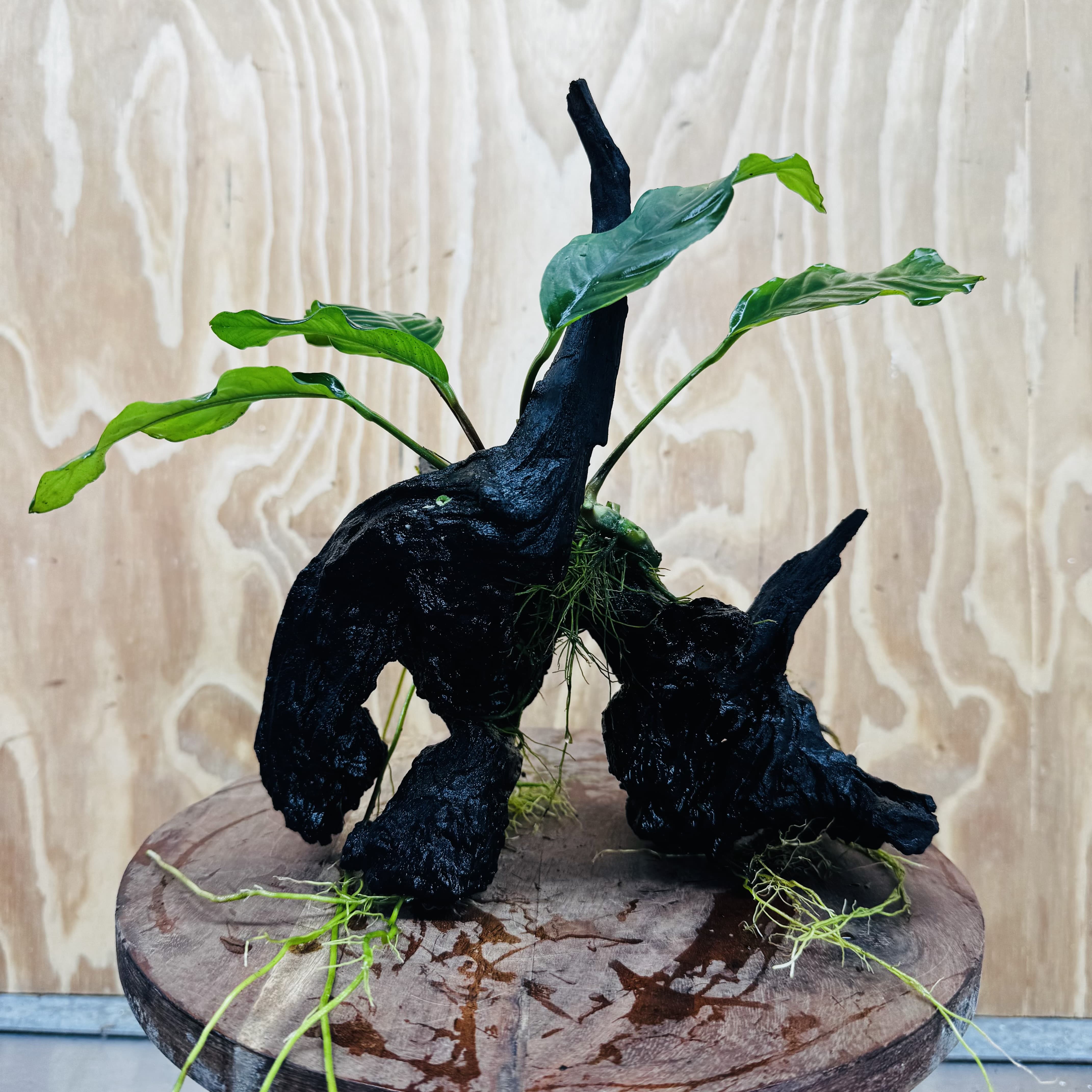 Pisces Enterprises One Only Anubias ‘Coffeefolia' on Medium Driftwood Creation - One Only - Tail Anubias Coffeefolia on Medium Driftwood - ONE ONLY - Scapeshop Aquarium Plants