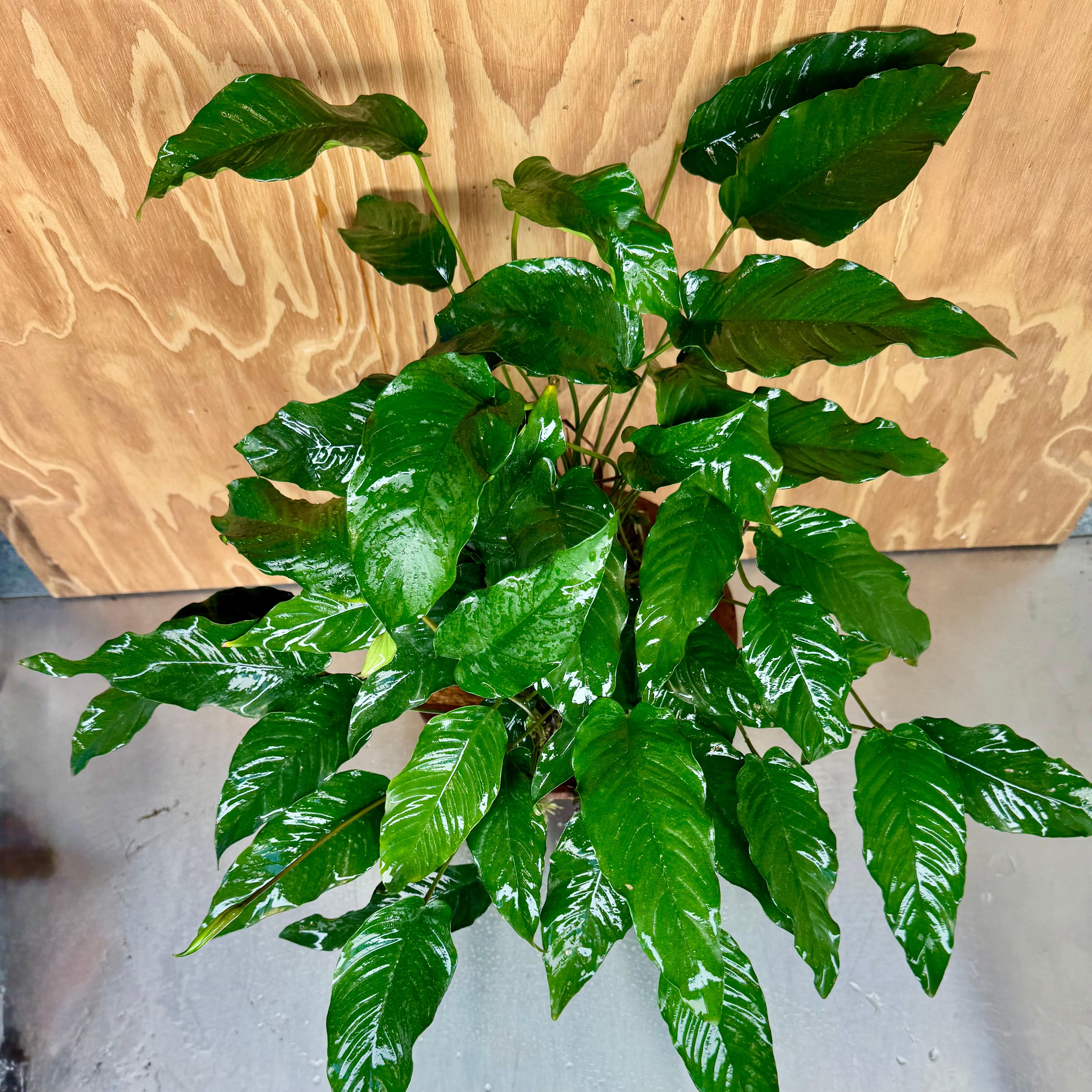 Pisces Enterprises One Only Anubias Emerald Heart Mother Plant - Extra-special, Advanced Plant - One Only Buy this Anubias Mother Plant Aquarium Plant from Scapeshop Australia