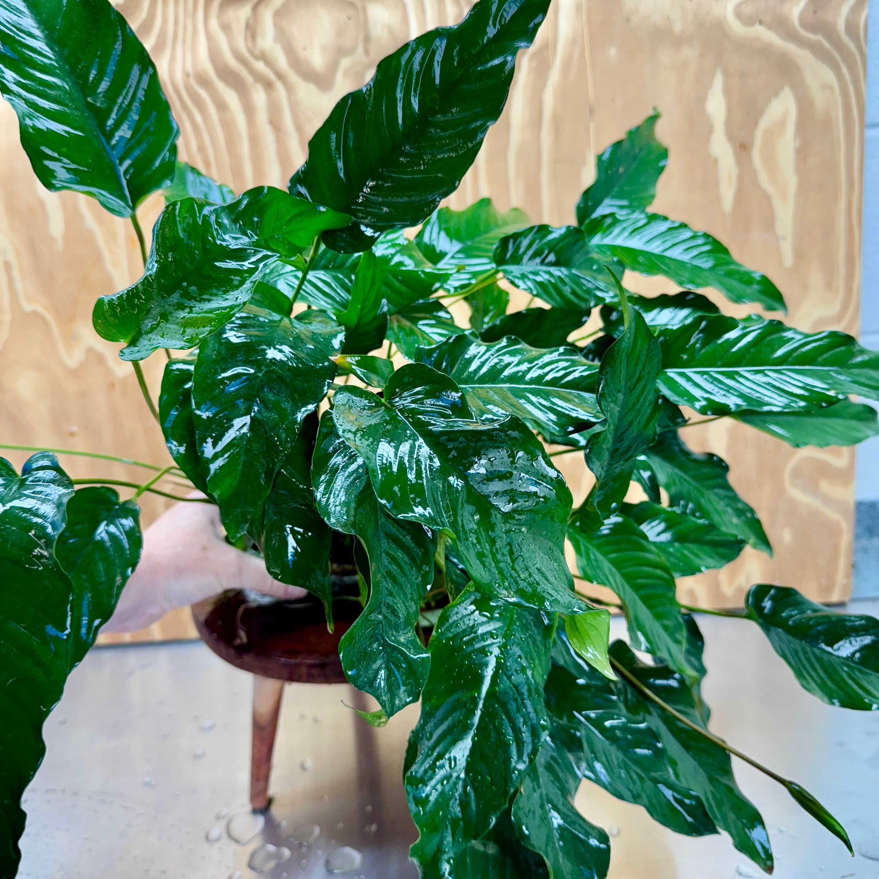 Pisces Enterprises One Only Anubias Emerald Heart Mother Plant - Extra-special, Advanced Plant - One Only Buy this Anubias Mother Plant Aquarium Plant from Scapeshop Australia