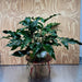Pisces Enterprises One Only Anubias Emerald Heart Mother Plant - Extra-special, Advanced Plant - One Only Buy this Anubias Mother Plant Aquarium Plant from Scapeshop Australia
