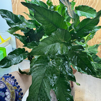 Pisces Enterprises One Only Anubias Emerald Heart Mother Plant - Extra-special, Advanced Plant - One Only Buy this Anubias Mother Plant Aquarium Plant from Scapeshop Australia