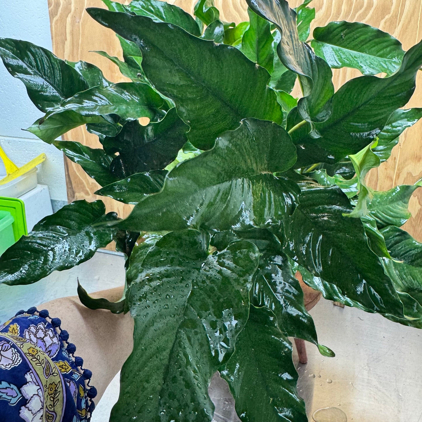 Pisces Enterprises One Only Anubias Emerald Heart Mother Plant - Extra-special, Advanced Plant - One Only Buy this Anubias Mother Plant Aquarium Plant from Scapeshop Australia