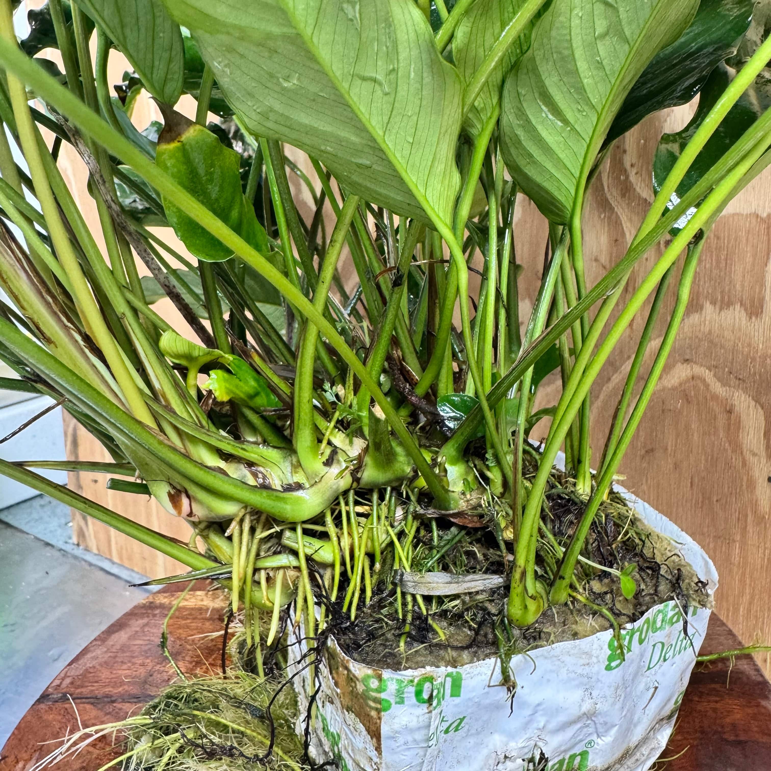 Pisces Enterprises One Only Anubias Emerald Heart Mother Plant - Extra-special, Advanced Plant - One Only Buy this Anubias Mother Plant Aquarium Plant from Scapeshop Australia