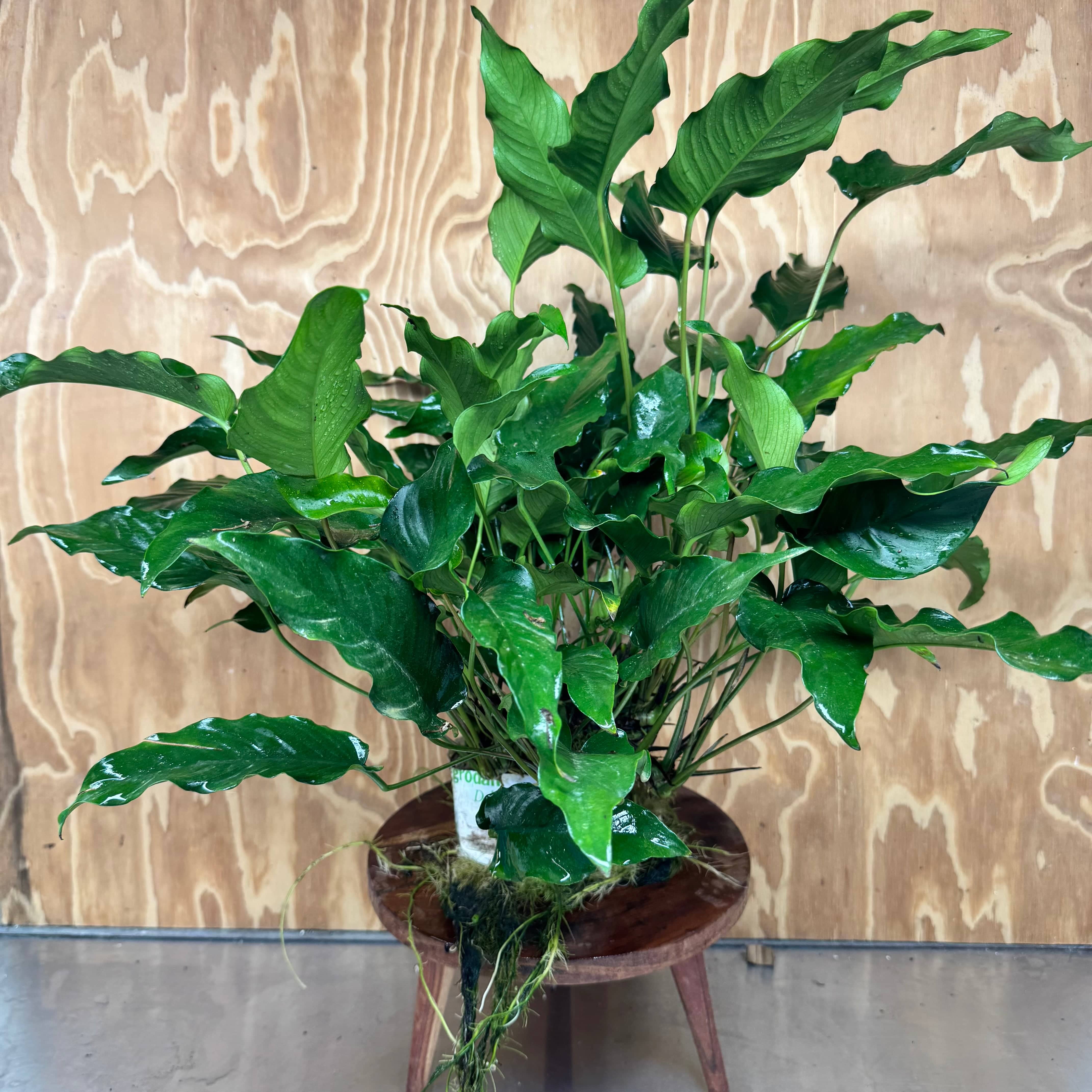 Pisces Enterprises One Only Anubias Emerald Heart Mother Plant - Extra-special, Advanced Plant - One Only Buy this Anubias Mother Plant Aquarium Plant from Scapeshop Australia