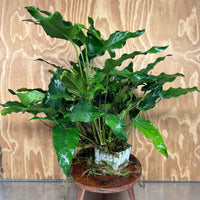 Pisces Enterprises One Only Anubias Emerald Heart Mother Plant - Extra-special, Advanced Plant - One Only Buy this Anubias Mother Plant Aquarium Plant from Scapeshop Australia