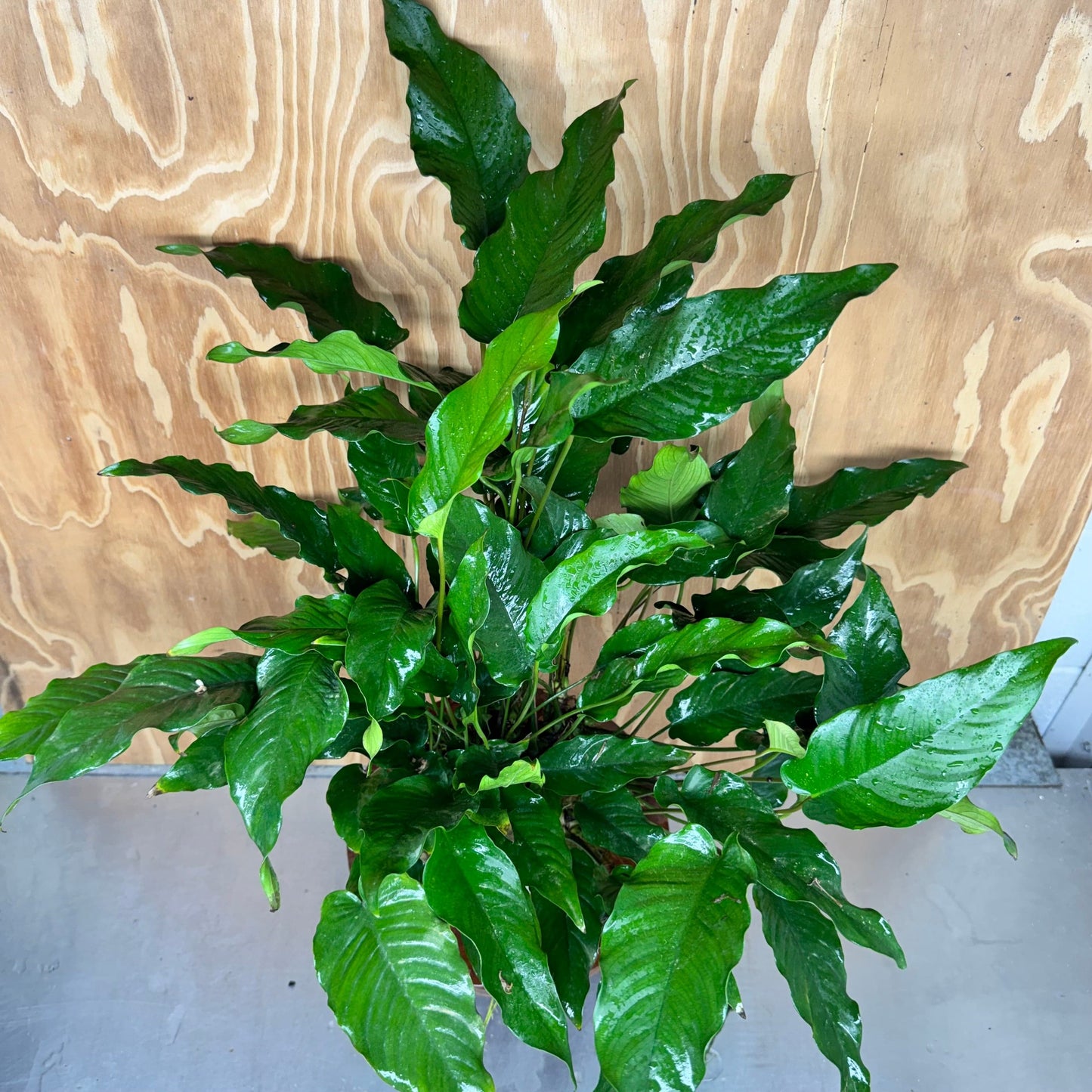 Pisces Enterprises One Only Anubias Emerald Heart Mother Plant - Extra-special, Advanced Plant - One Only Buy this Anubias Mother Plant Aquarium Plant from Scapeshop Australia