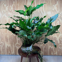 Pisces Enterprises One Only Anubias Emerald Heart Mother Plant - Extra-special, Advanced Plant - One Only Buy this Anubias Mother Plant Aquarium Plant from Scapeshop Australia