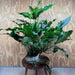 Pisces Enterprises One Only Anubias Emerald Heart Mother Plant - Extra-special, Advanced Plant - One Only Buy this Anubias Mother Plant Aquarium Plant from Scapeshop Australia
