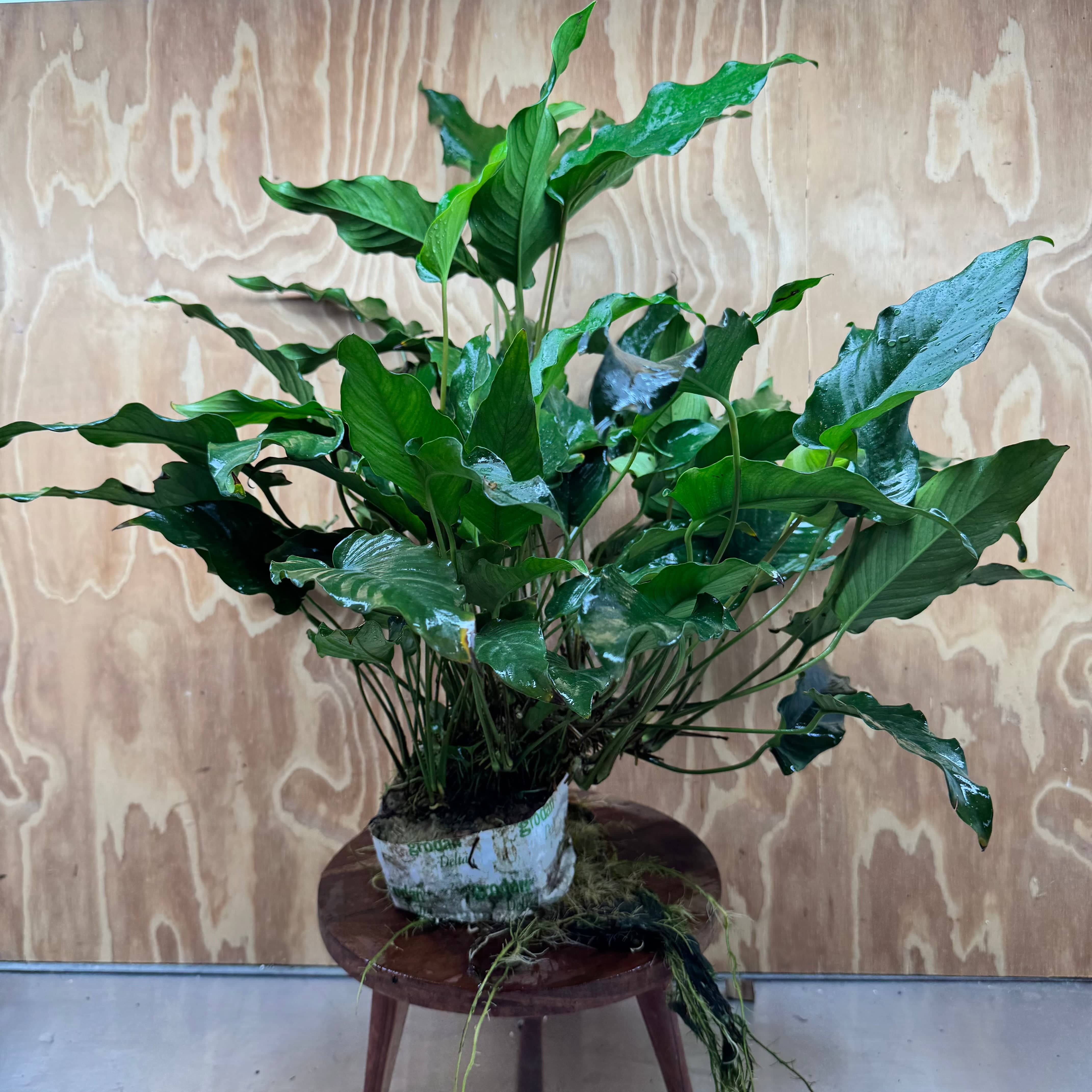 Pisces Enterprises One Only Anubias Emerald Heart Mother Plant - Extra-special, Advanced Plant - One Only Buy this Anubias Mother Plant Aquarium Plant from Scapeshop Australia