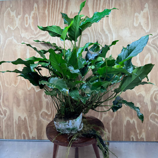 Pisces Enterprises One Only Anubias Emerald Heart Mother Plant - Extra-special, Advanced Plant - One Only Buy this Anubias Mother Plant Aquarium Plant from Scapeshop Australia