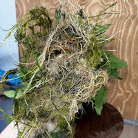 Pisces Enterprises One Only Anubias Emerald Heart Mother Plant - Extra-special, Advanced Plant - One Only Buy this Anubias Mother Plant Aquarium Plant from Scapeshop Australia