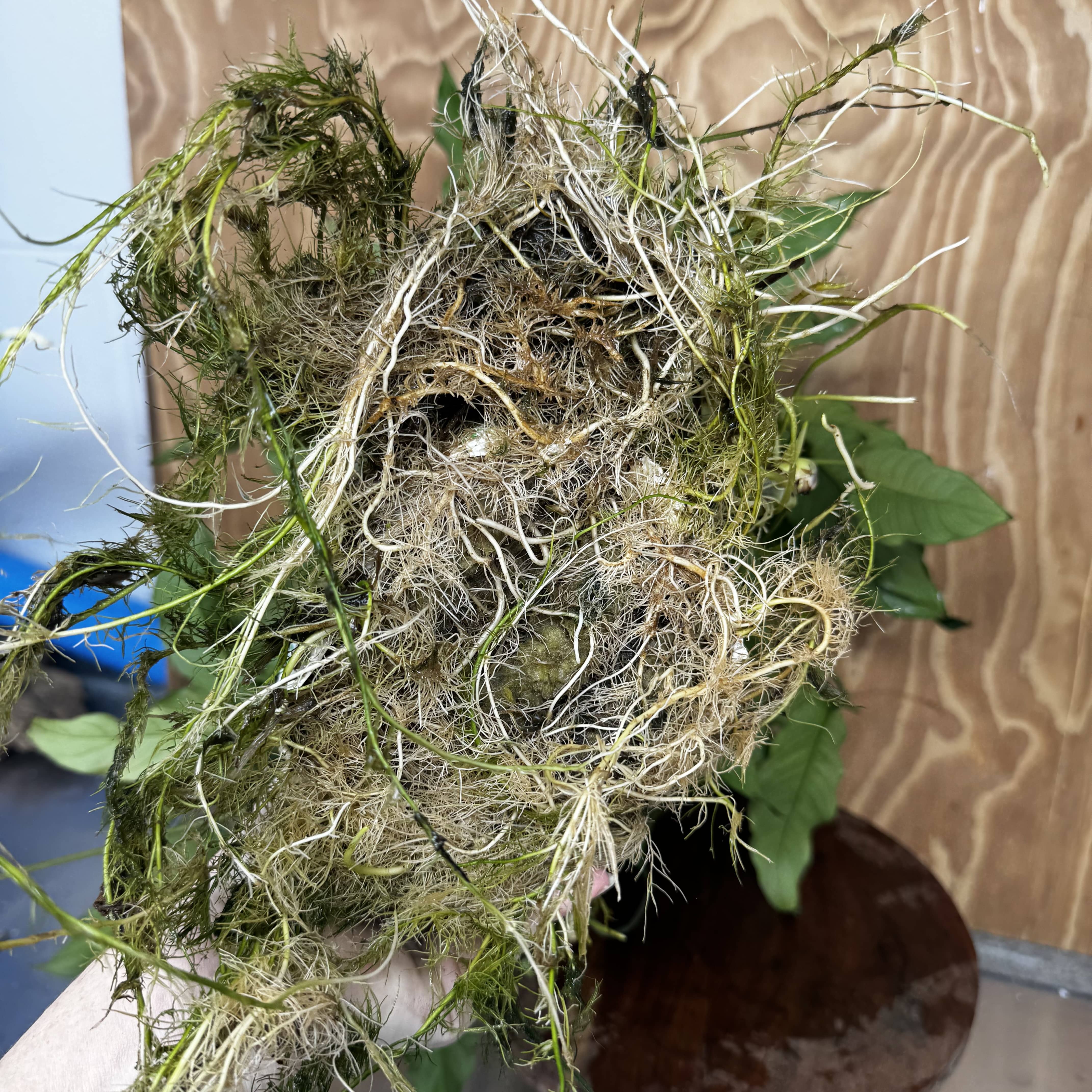 Pisces Enterprises One Only Anubias Emerald Heart Mother Plant - Extra-special, Advanced Plant - One Only Buy this Anubias Mother Plant Aquarium Plant from Scapeshop Australia