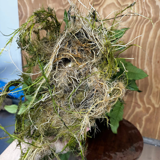Pisces Enterprises One Only Anubias Emerald Heart Mother Plant - Extra-special, Advanced Plant - One Only Buy this Anubias Mother Plant Aquarium Plant from Scapeshop Australia