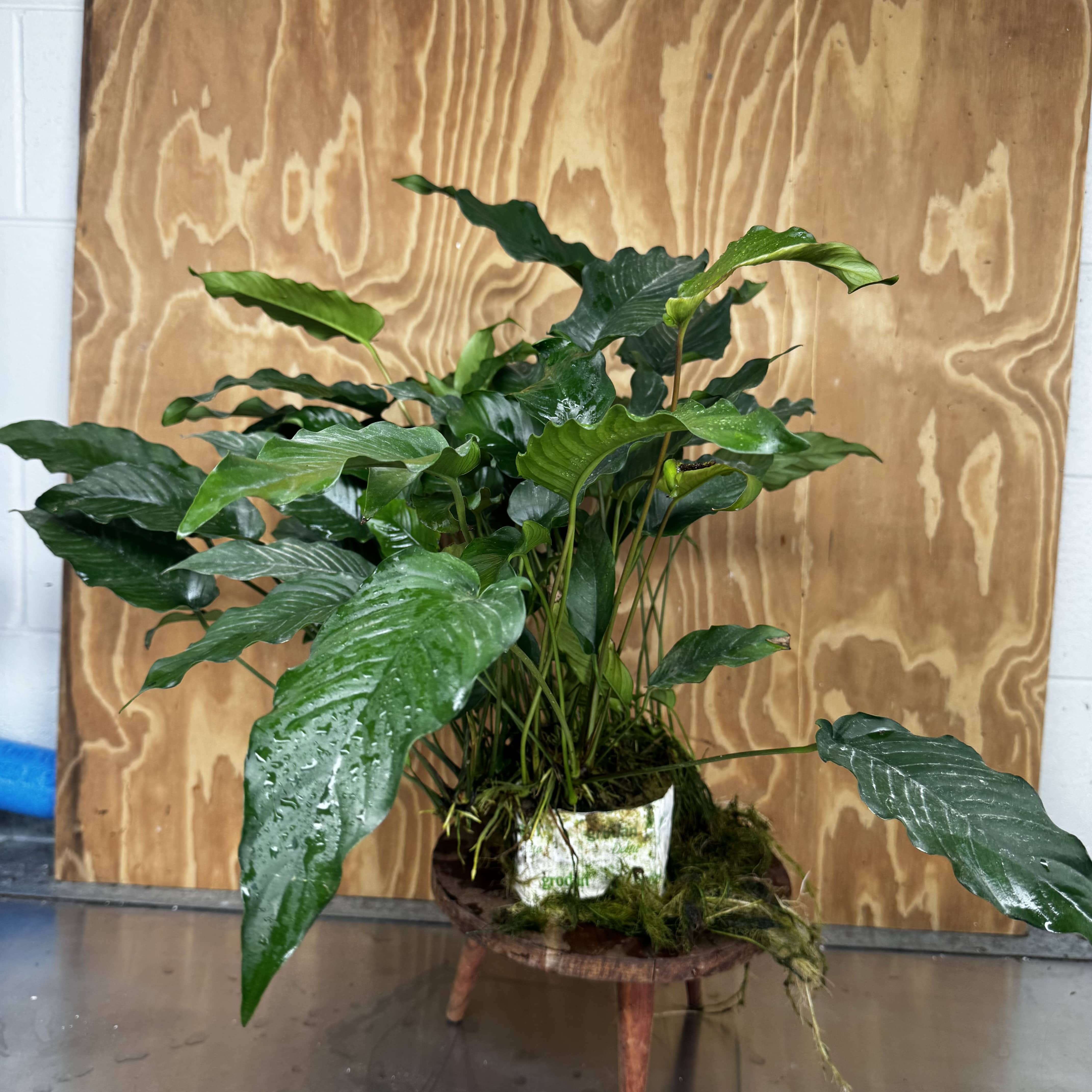 Pisces Enterprises One Only Anubias Emerald Heart Mother Plant - Extra-special, Advanced Plant - One Only Buy this Anubias Mother Plant Aquarium Plant from Scapeshop Australia