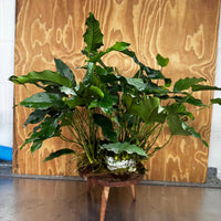 Pisces Enterprises One Only Anubias Emerald Heart Mother Plant - Extra-special, Advanced Plant - One Only Buy this Anubias Mother Plant Aquarium Plant from Scapeshop Australia