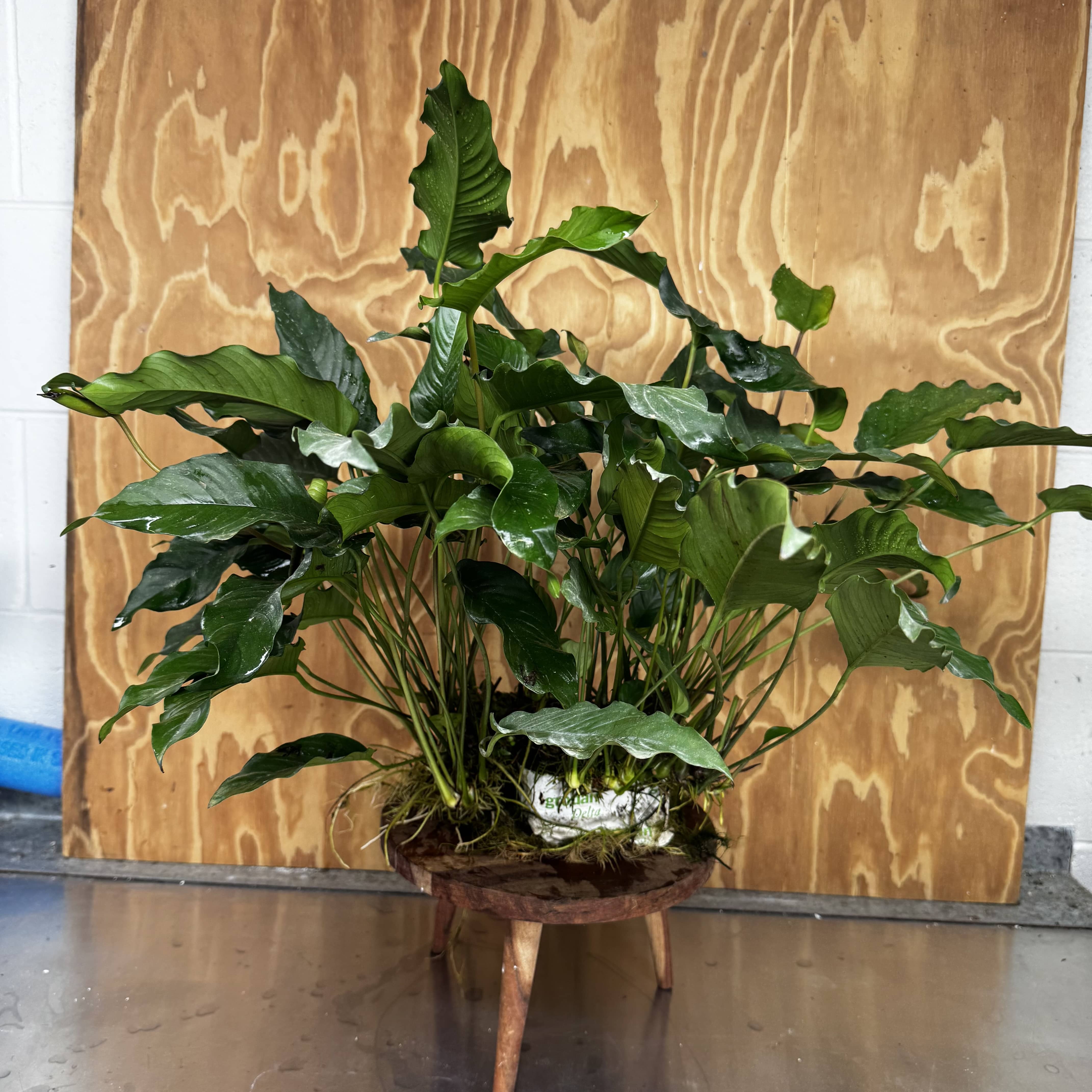 Pisces Enterprises One Only Anubias Emerald Heart Mother Plant - Extra-special, Advanced Plant - One Only Buy this Anubias Mother Plant Aquarium Plant from Scapeshop Australia