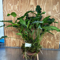 Pisces Enterprises One Only Anubias Emerald Heart Mother Plant - Extra-special, Advanced Plant - One Only Buy this Anubias Mother Plant Aquarium Plant from Scapeshop Australia