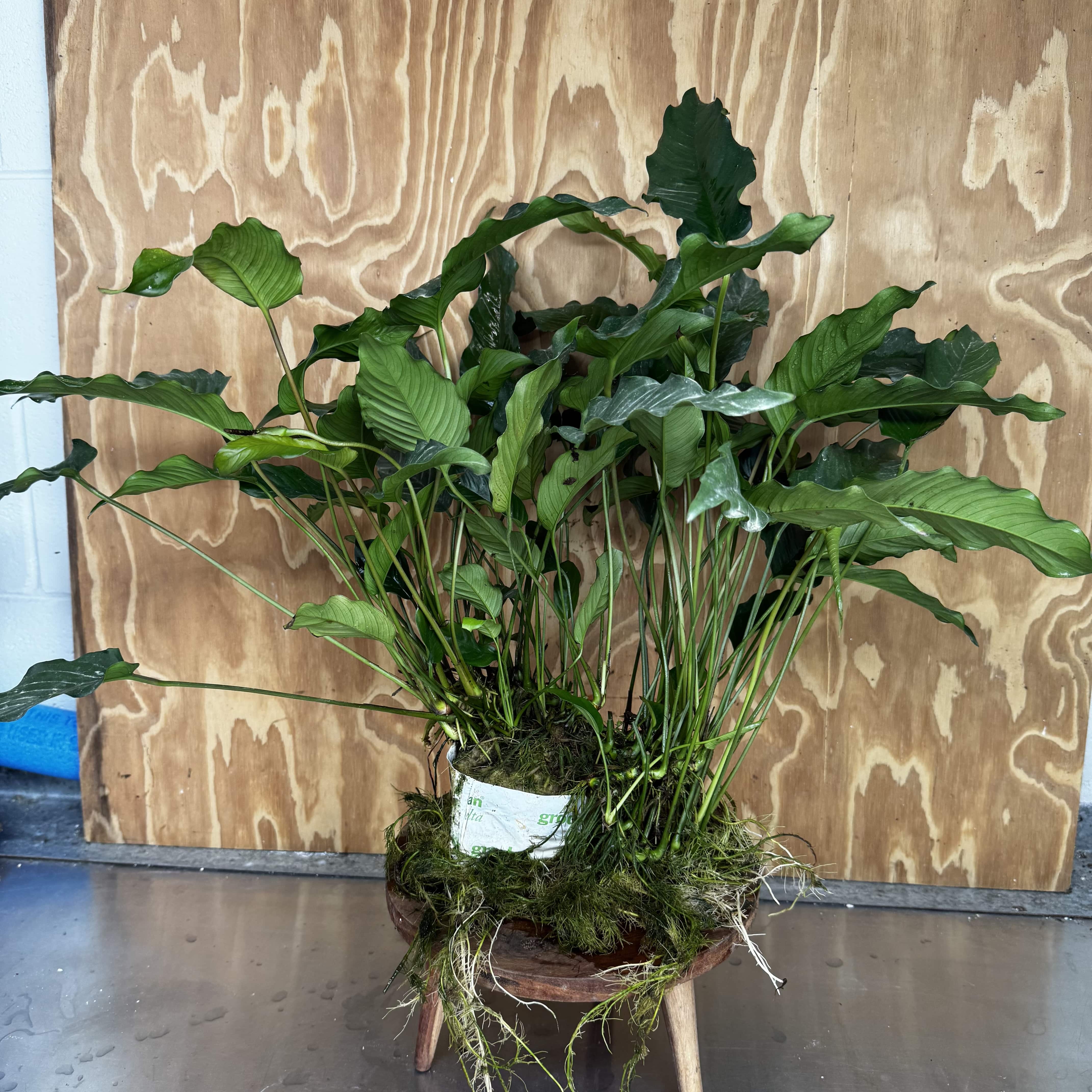 Pisces Enterprises One Only Anubias Emerald Heart Mother Plant - Extra-special, Advanced Plant - One Only Buy this Anubias Mother Plant Aquarium Plant from Scapeshop Australia