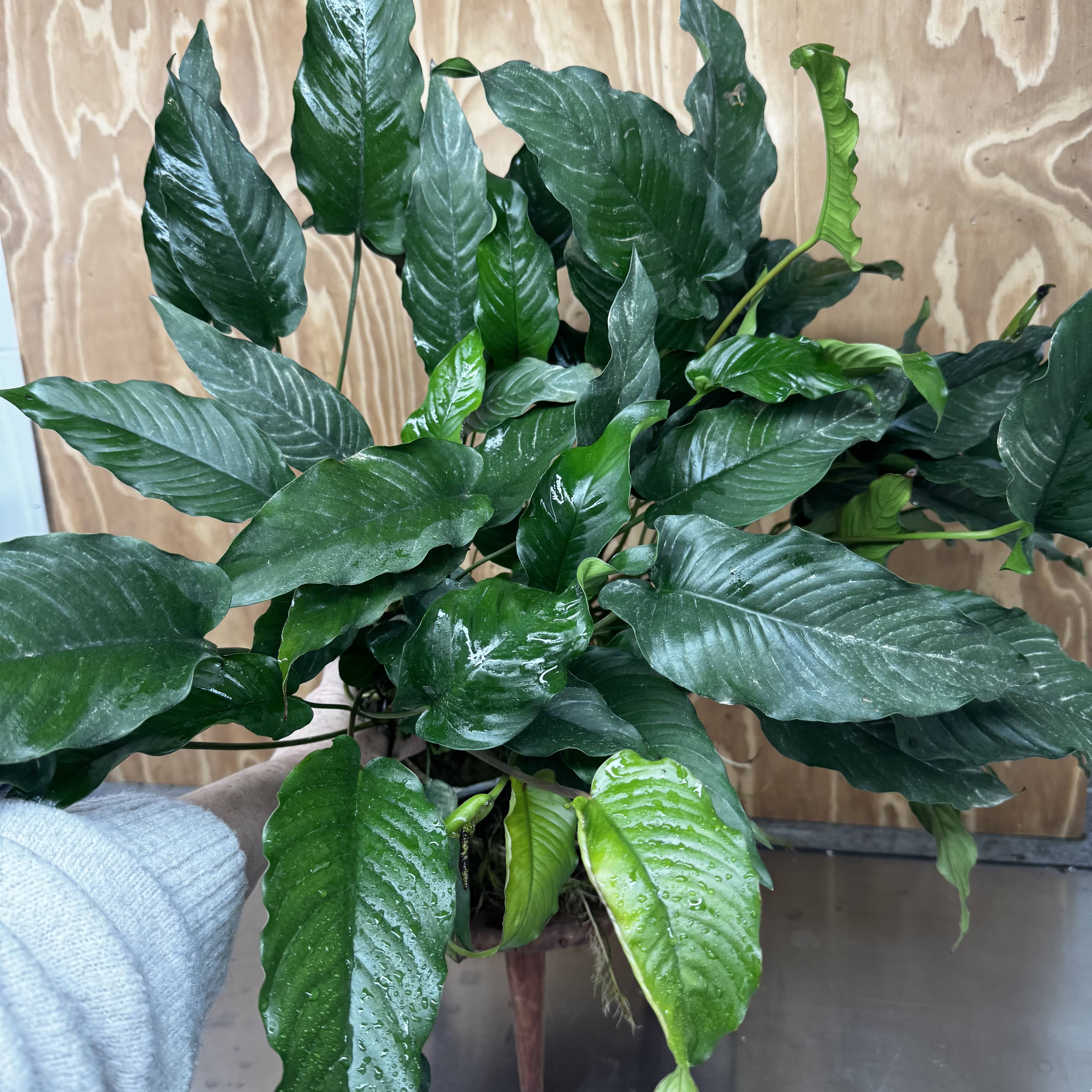 Pisces Enterprises One Only Anubias Emerald Heart Mother Plant - Extra-special, Advanced Plant - One Only Buy this Anubias Mother Plant Aquarium Plant from Scapeshop Australia