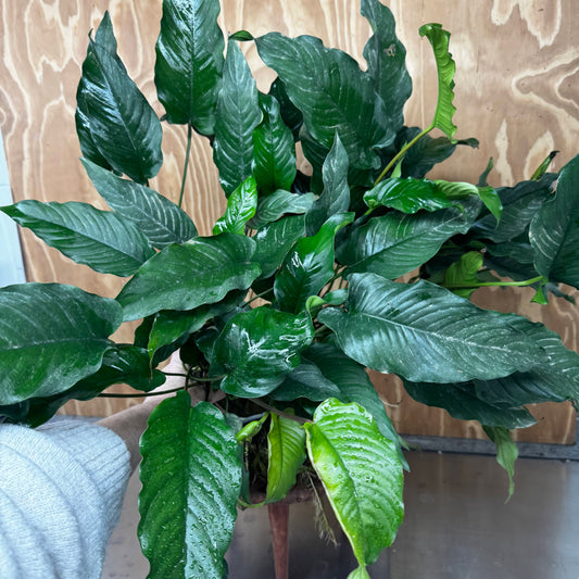 Pisces Enterprises One Only Anubias Emerald Heart Mother Plant - Extra-special, Advanced Plant - One Only Buy this Anubias Mother Plant Aquarium Plant from Scapeshop Australia