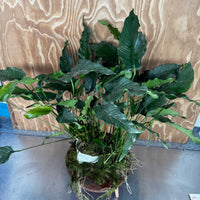 Pisces Enterprises One Only Anubias Emerald Heart Mother Plant - Extra-special, Advanced Plant - One Only Buy this Anubias Mother Plant Aquarium Plant from Scapeshop Australia